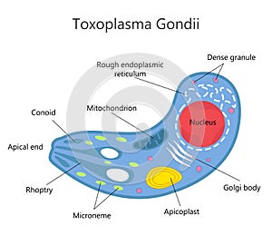 Toxoplasma Gondii Structure photo