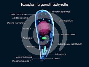 Toxoplasma gondii tachyzoite photo