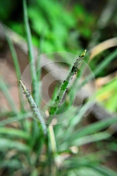 Toxoptera citricida increasing in the leaves of Allium schoenoprasum