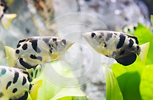 Toxotes chatareus, archer fish