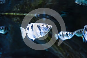 Toxotes chatareus, known by the names common archerfish, seven-spot archerfish or largescale archerfish photo