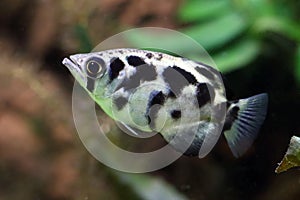 Toxotes Jaculator. Archerfish closeup in the water