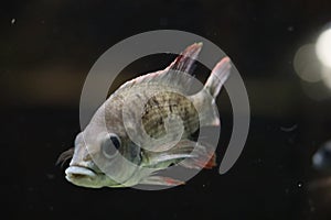 Toxotes jaculatrix (Banded Archerfish) in a aquarium at Ouwehand in Rhenen