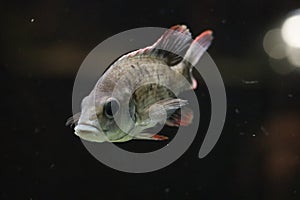 Toxotes jaculatrix (Banded Archerfish) in a aquarium at Ouwehand in Rhenen