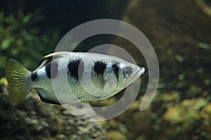 Toxotes jaculatrix (Banded Archerfish) in a aquarium at Ouwehand in Rhenen