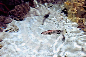 Toxotes jaculatrix or banded archerfish  is brackish water perciform fish  silvery in colour and has a dorsal fin towards the