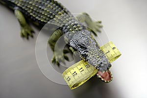 Toy aligator, centimeter tape measure