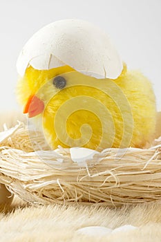 Toy baby chicken with eggshell