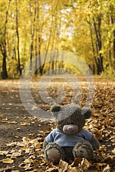 Toy Bear in the autumn