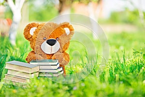 Toy bear sits with a books in garden