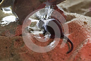 Toy black rat on the sand photo