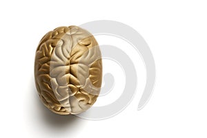 Toy brain isolated on white