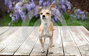 Toy breed Chihuahua dog on wood boards in front of purple Wisteria