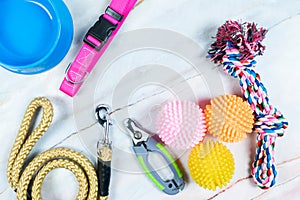 Toy, Collars, nail scissor and Leashes with copy space