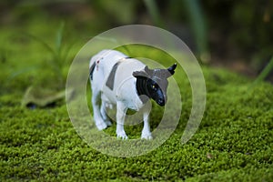 toy cow photography photo