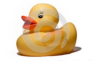 Toy duck