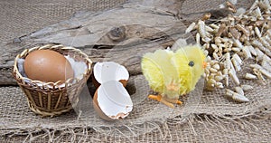 Toy easter chick creacking from eggshell on wooden background.  Chick hatching from cracked chick egg