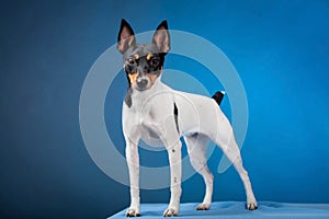 Toy fox terrier