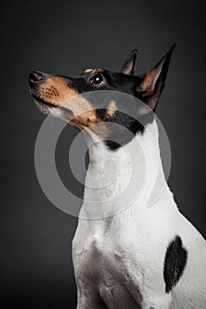 Toy fox terrier