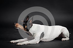 Toy fox terrier
