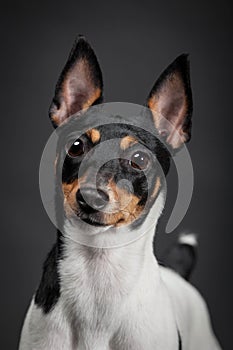 Toy fox terrier