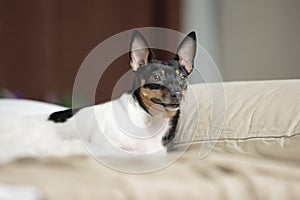 Toy Fox Terrier in Studio