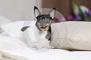 Toy Fox Terrier in Studio