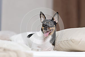 Toy Fox Terrier in Studio