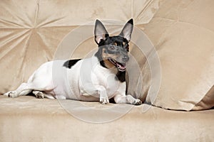 Toy Fox Terrier in Studio