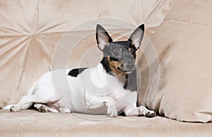 Toy Fox Terrier in Studio