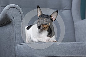 Toy Fox Terrier in Studio