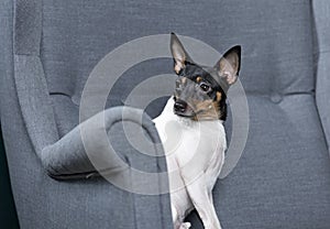 Toy Fox Terrier in Studio