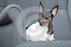 Toy Fox Terrier in Studio