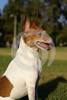 Toy Fox Terrier Profile