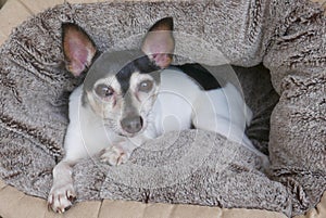 Toy fox terrier relaxing in a dog pillow