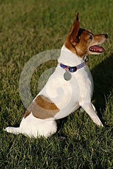 Toy Fox Terrier Sitting on Grass