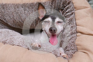 Toy fox terrier smiling with his tongue sticking out