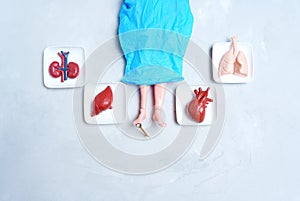 Toy Human Organs: A Look into Post Mortem Examination