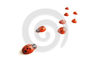 Toy ladybug red on a white background