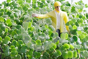 Toy man among fresh green arugula sprouts. The concept of agronomy and growing plants. Hydroponics and agrotechnologies. Macro.