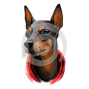 Toy Manchester Terrier dog breed portrait isolated on white. Digital art illustration, animal watercolor drawing of hand drawn