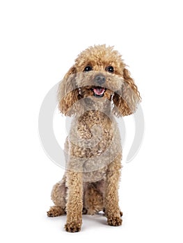 Toy miniature poodle dog on white background