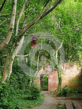 A toy monkey  hanging from a tree in the woods with an old brick wall and secret garden gate
