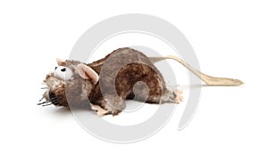 Toy mouse for cats isolated