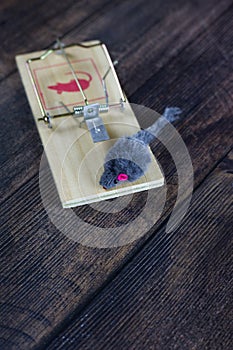 Toy mouse caught in a mousetrap