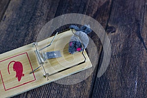 Toy mouse caught in a mousetrap