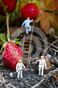 Toy people gathering strawberries