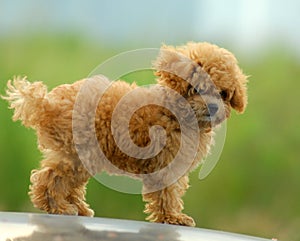 Toy poodle