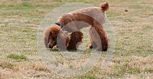 Toy poodle