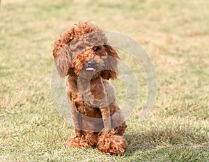 Toy poodle